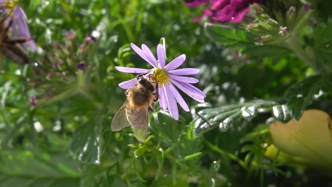 蜜蜂在花上。视频素材