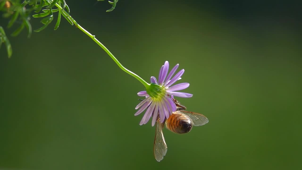 蜜蜂在小花上视频素材