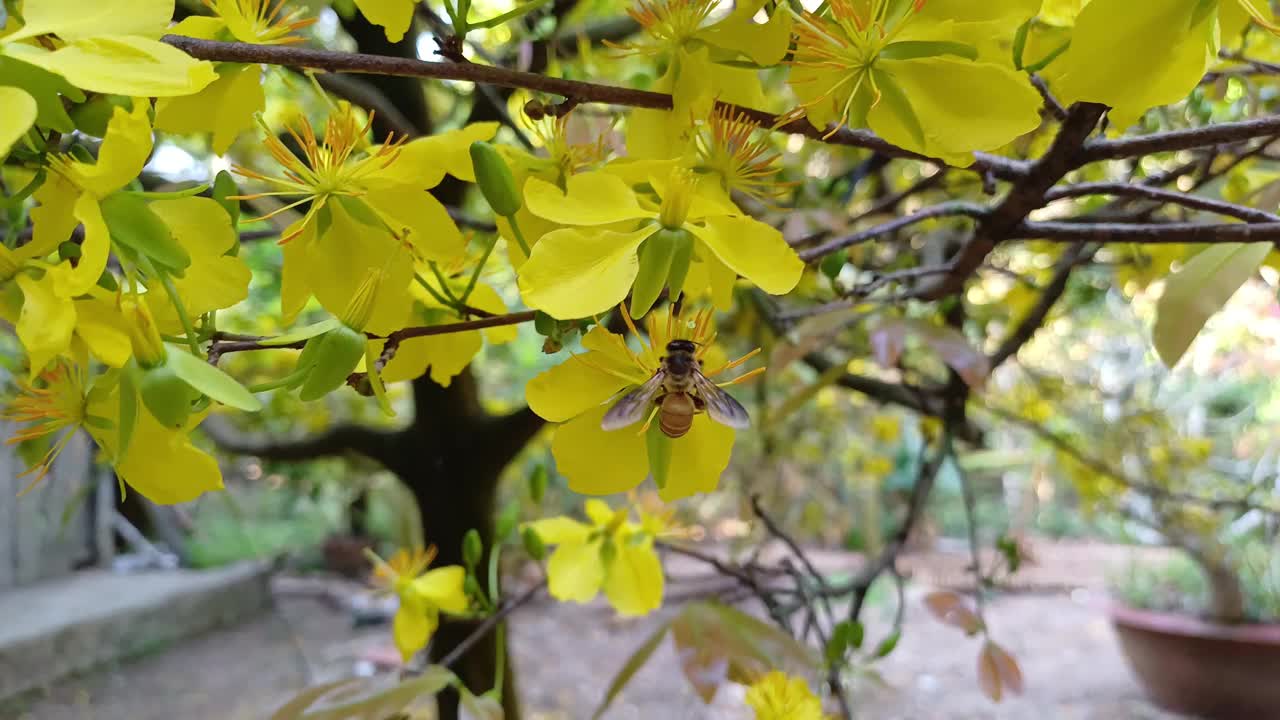 在越南湄公河三角洲的花园里，蜜蜂从黄杏的雌蕊或金合花的雌蕊中寻找花蜜。视频素材