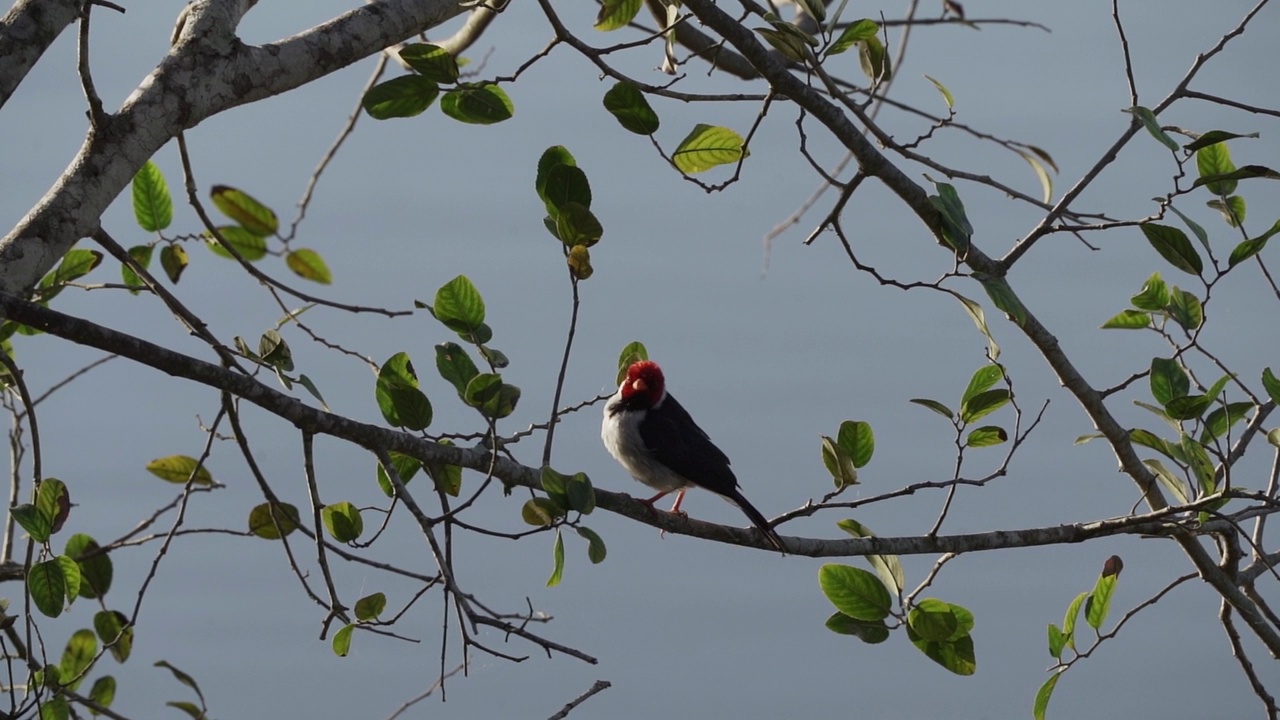 黄嘴红衣主教，pararia capitata，一种鲜红色头部的鸟类，原产于巴西潘塔纳尔湿地的沼泽。视频素材