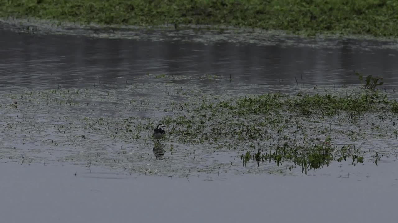 花斑鹡鸰(Motacilla alba)视频素材