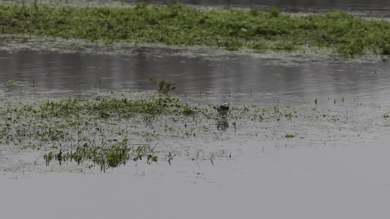 花斑鹡鸰(Motacilla alba)视频素材