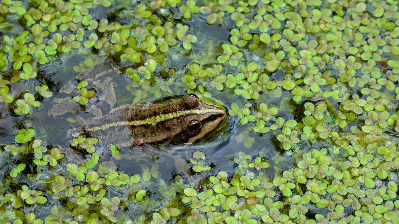 沼泽蛙(Pelophylax ridibundus)，蛙在水中浮萍之间视频素材