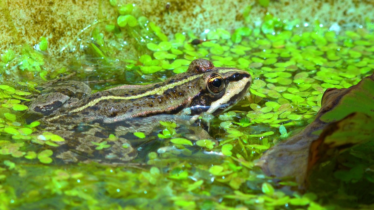 沼泽蛙(Pelophylax ridibundus)，蛙在水中浮萍之间视频素材