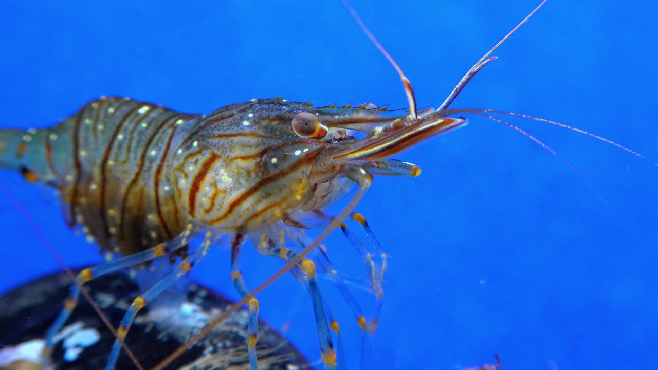 岩池虾(Palaemon elegans)，在贻贝中觅食的虾，黑海视频素材