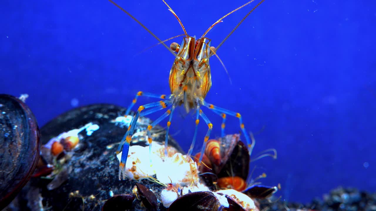 岩池虾(Palaemon elegans)，在贻贝中觅食的虾，黑海视频素材