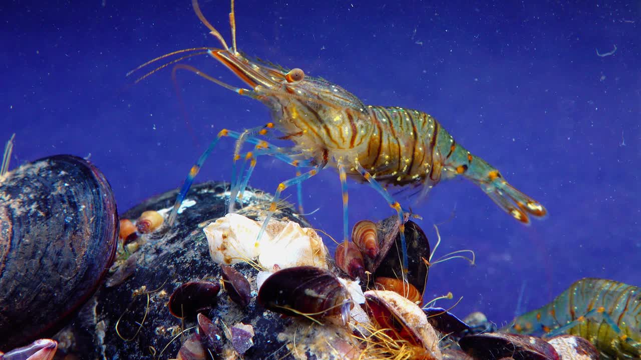 岩池虾(Palaemon elegans)，在贻贝中觅食的虾，黑海视频素材