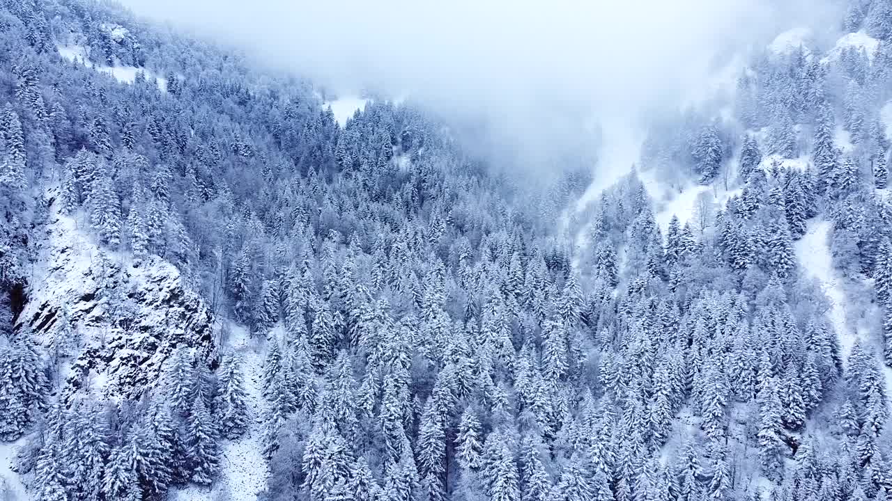 空中拍摄的冬季山地白雪皑皑常绿树木景观视频素材