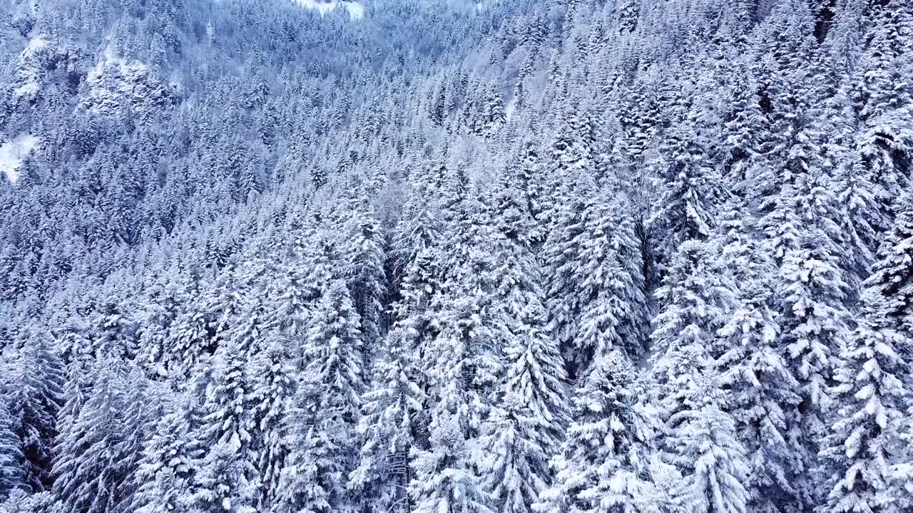 航拍冬季景观的积雪覆盖的常绿树木在山上的轨道视频素材