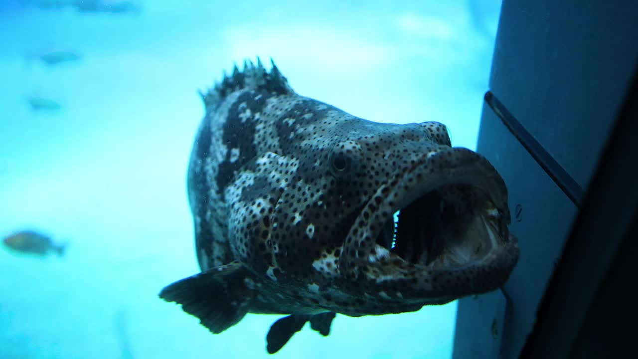 石斑鱼在水族馆里游泳视频素材