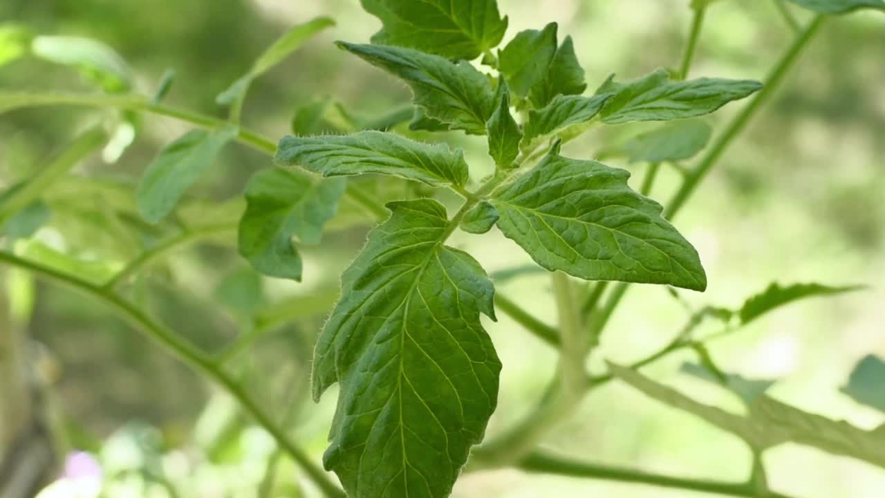 番茄叶在风中摇曳的特写视频素材