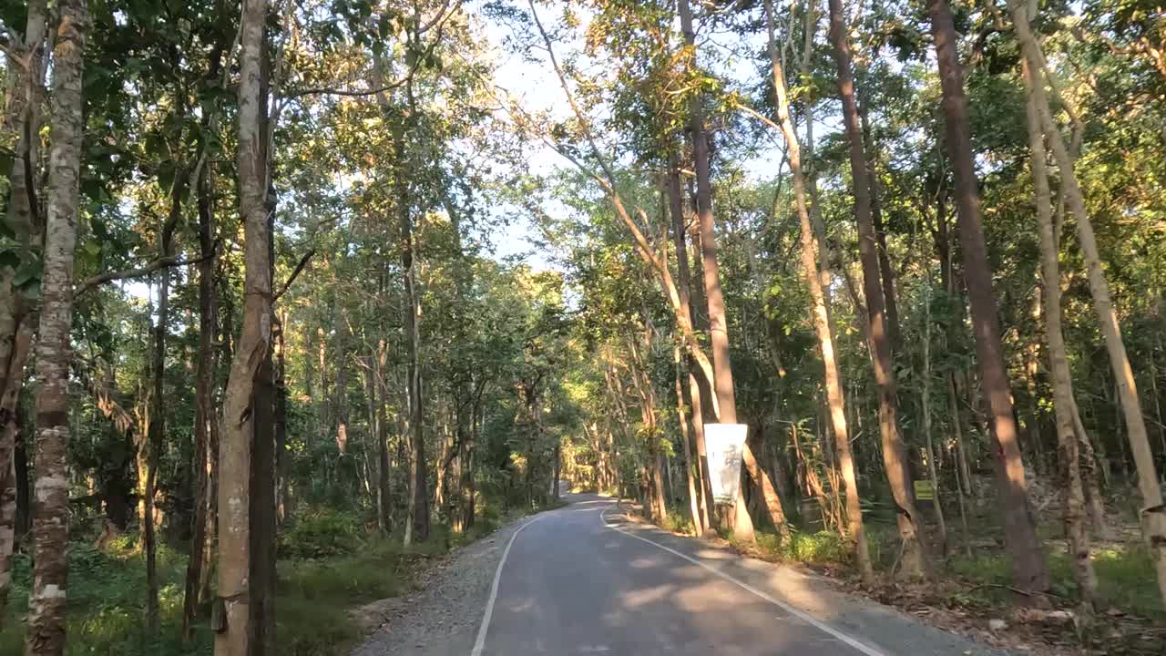 日落时的森林大道视频素材