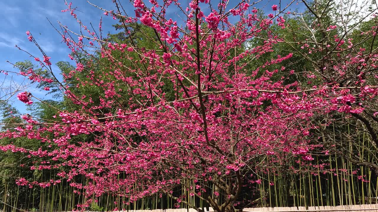 时间流逝中开花的树视频素材