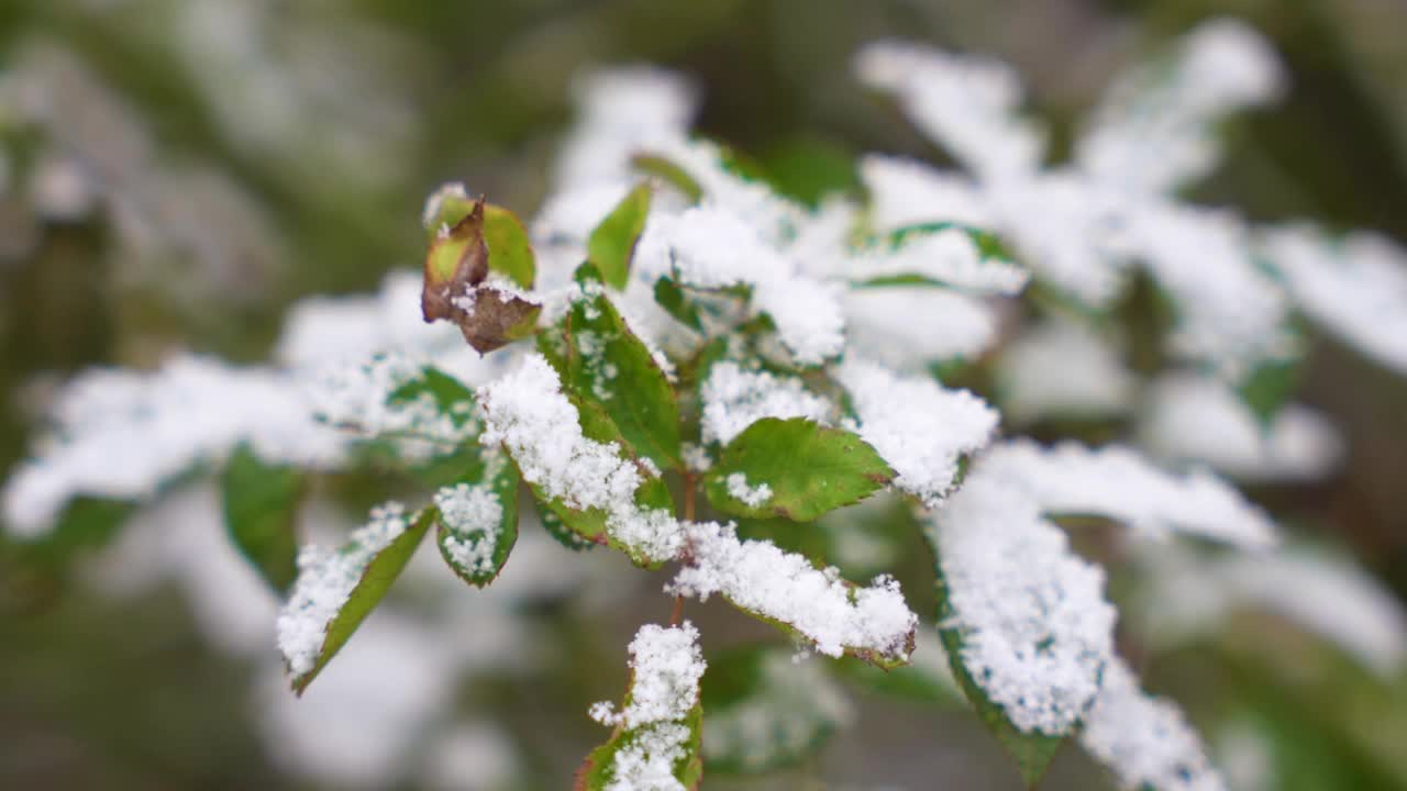 绿叶在雪里，冬天的背景视频素材