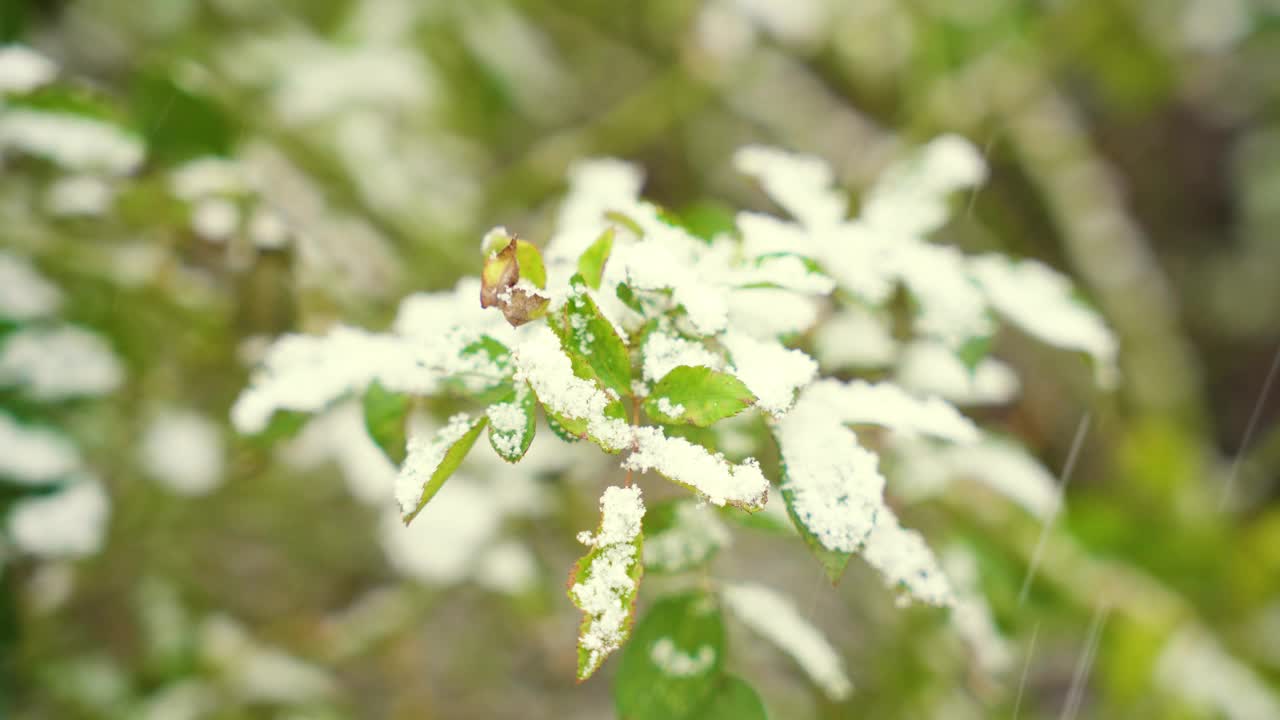 绿叶在雪里，冬天的背景视频素材