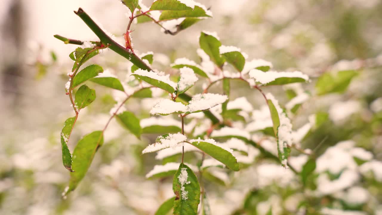 绿叶在雪里，冬天的背景视频素材