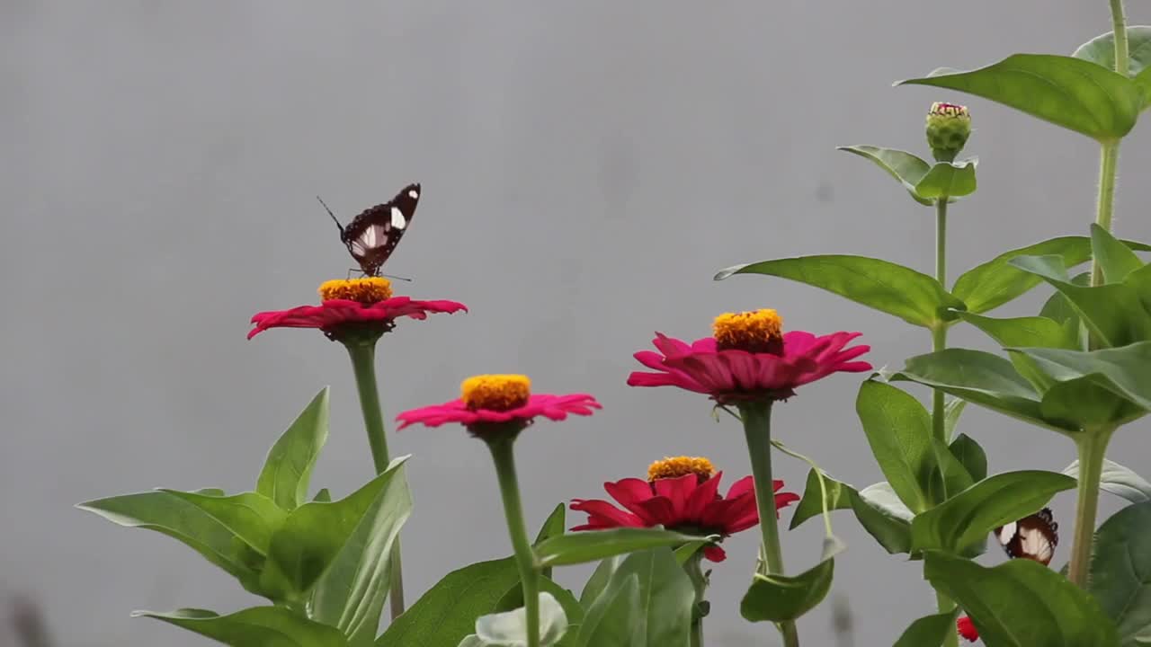 黑白蝴蝶吮吸花蜜的特写视频素材