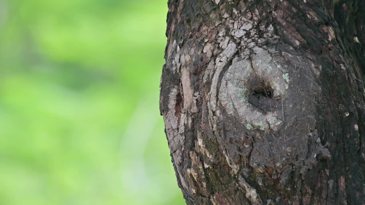 泰国斑点胸啄木鸟Dendropicos poecilolaemus走出巢穴，呼唤父母来视频素材