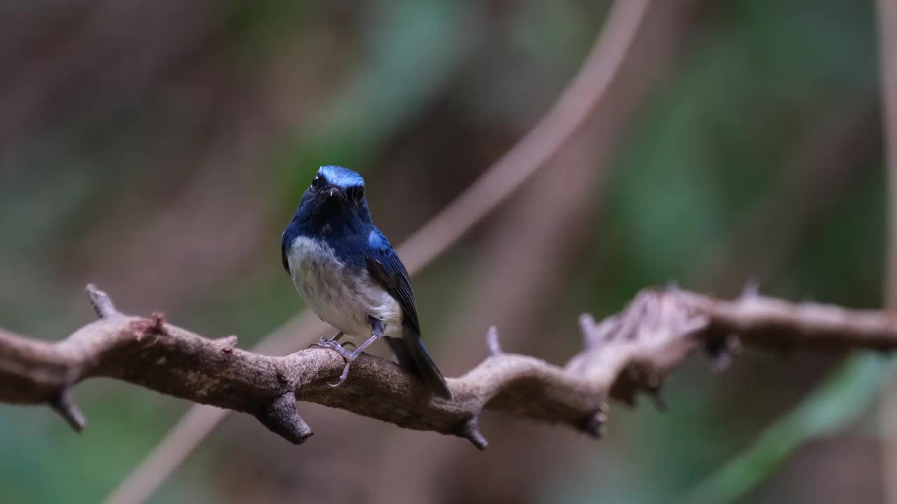 泰国，海南蓝捕蝇Cyornis hainanus，头部倾斜，然后向左移动视频素材