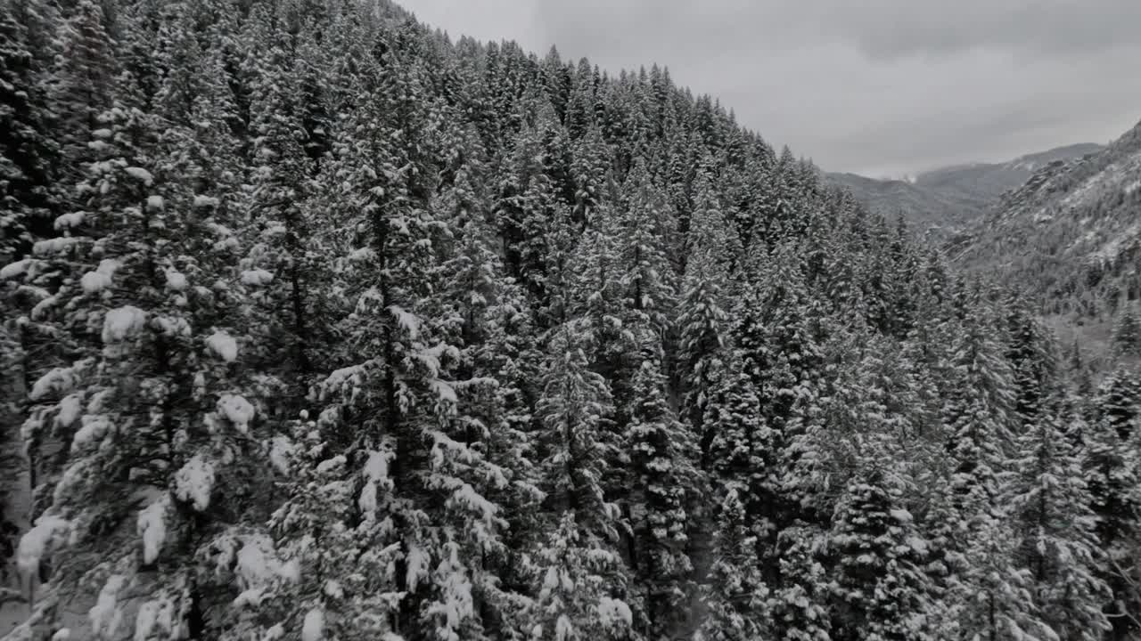 美国福克峡谷的冬季雪林，犹他州-空中FPV视频素材