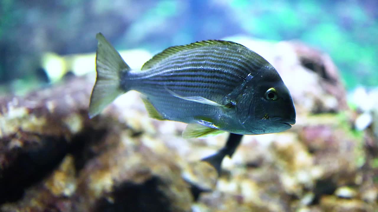 热带鱼在水族馆里游泳视频素材