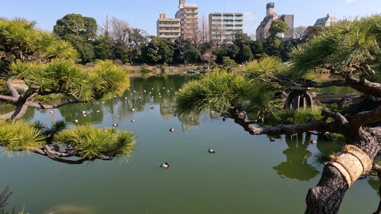 城市公园的宁静池塘视频素材