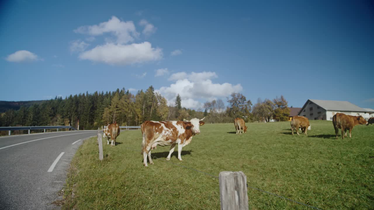 一群牛在路边的草地上吃草视频素材