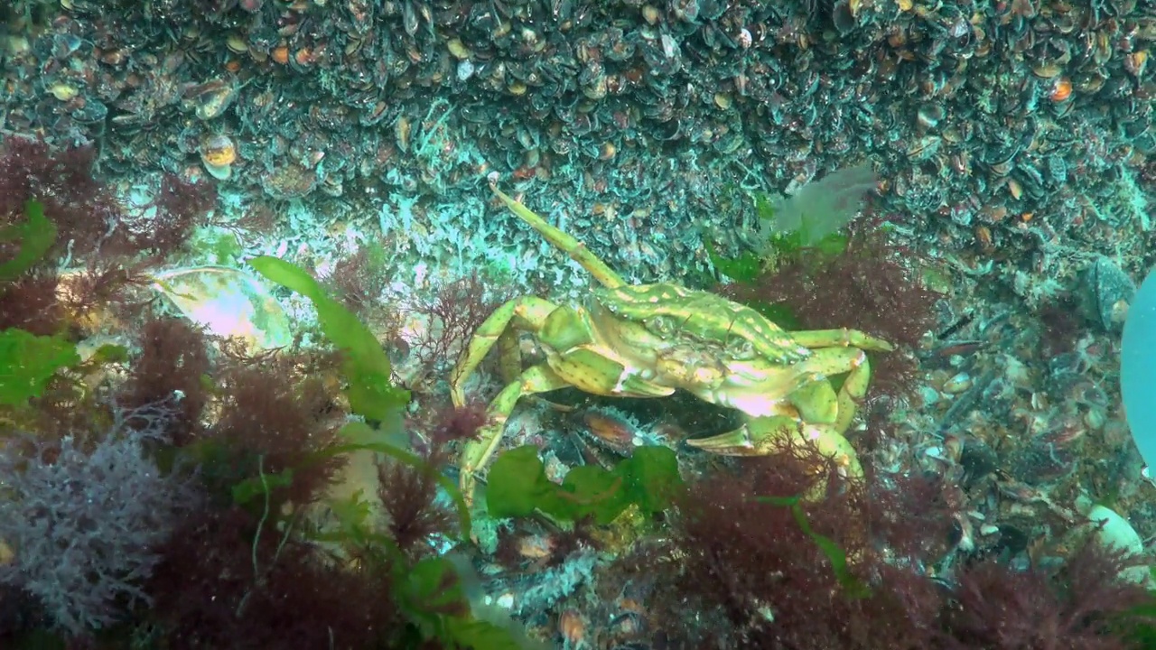 黑海，营养的绿蟹(Carcinus aestuarii)，吃另一种螃蟹，这是在海底捕获的。视频素材