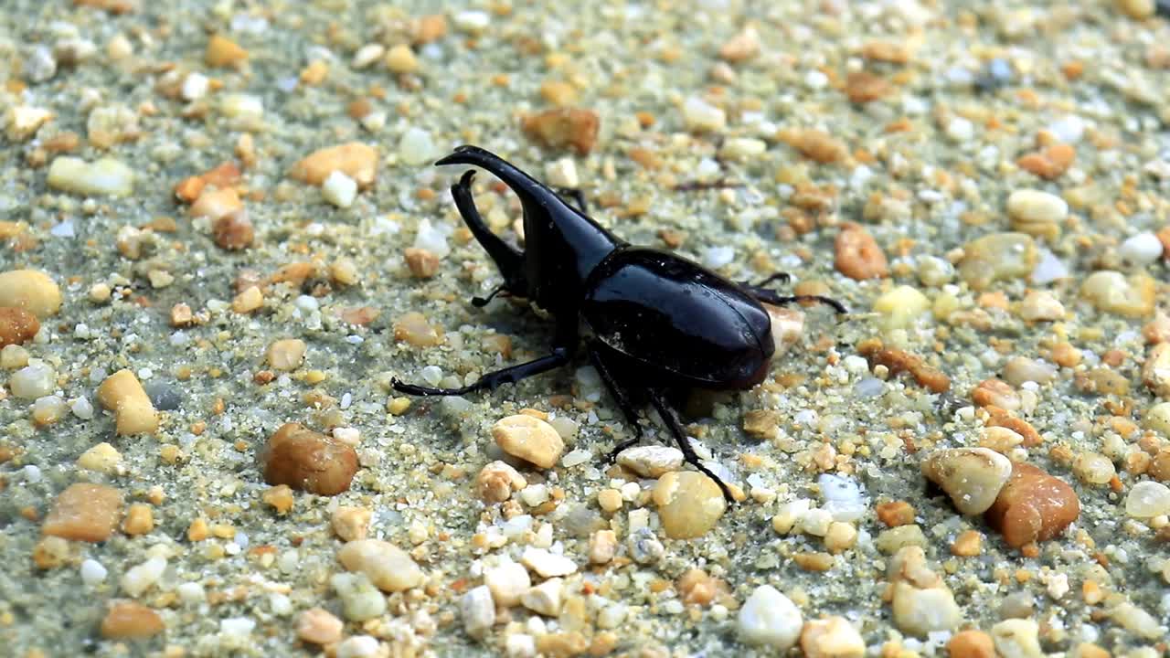 沙地上的角甲虫(Oryctes rhinoceros)特写。印尼视频下载