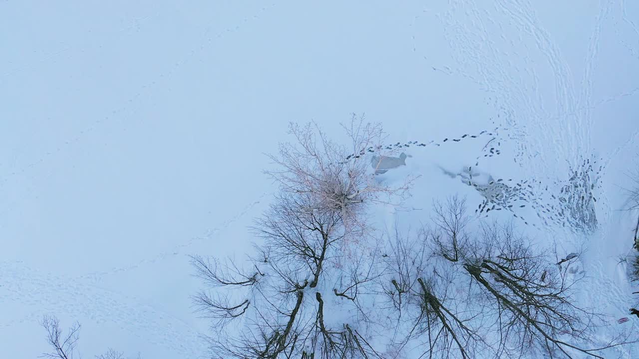 无人机直接从结冰的河岸上飞过，露出了雪地上的足迹，飞过了树木视频素材