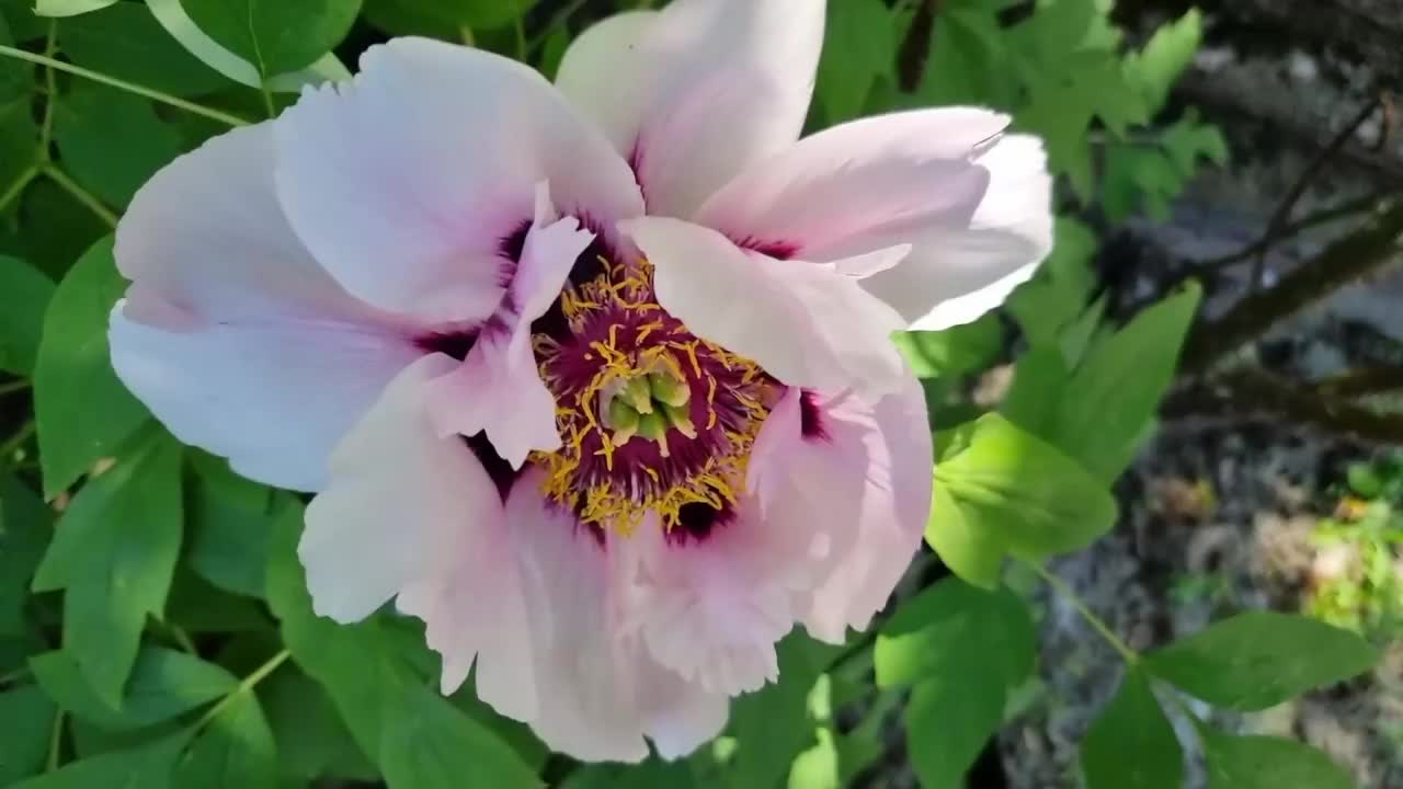 美丽的牡丹花在花园里，特写。视频素材