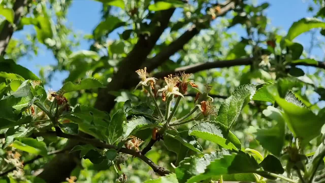 在蓝天的背景下，苹果树开花的树枝视频素材