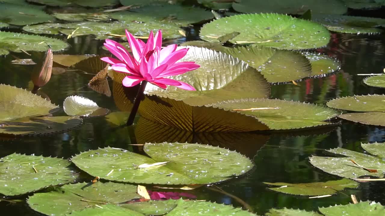 睡莲，自然界中的粉红色水生植物视频下载