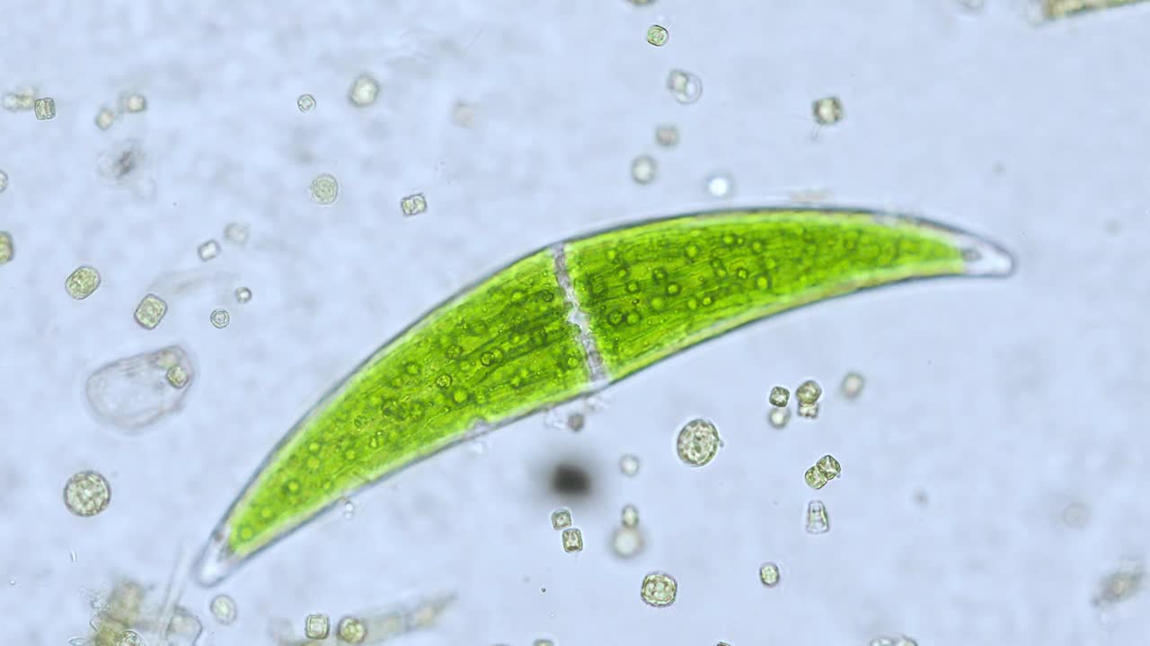 淡水Closterium藻类(单细胞绿藻)-光学显微镜x200放大视频素材