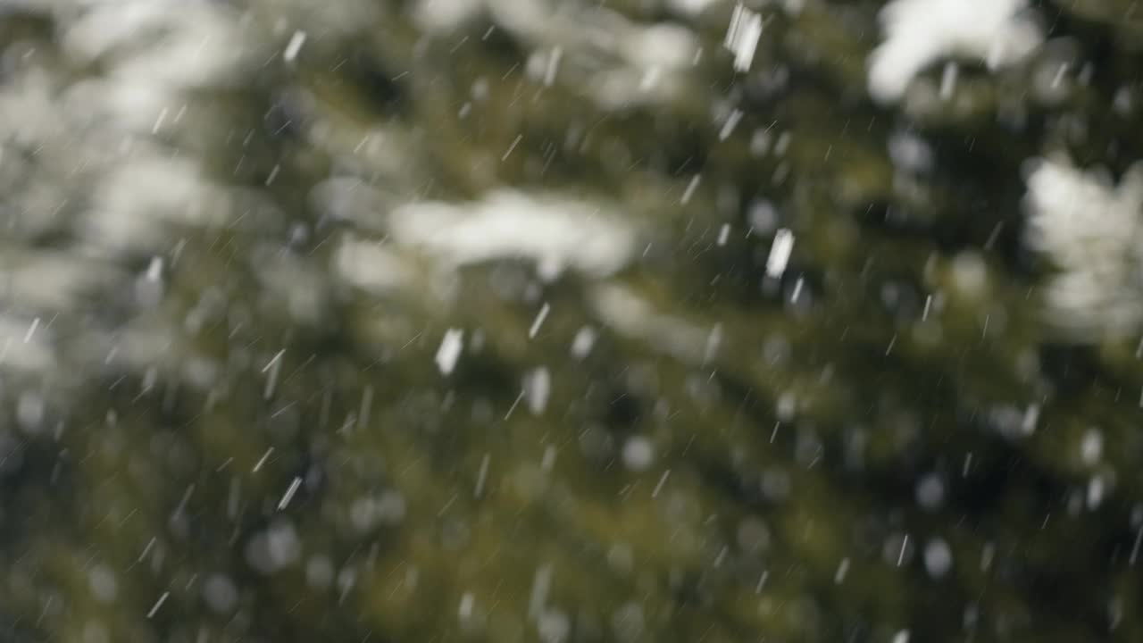 雪花飘落在绿叶模糊的背景前。冬天细节，天冷自然视频素材