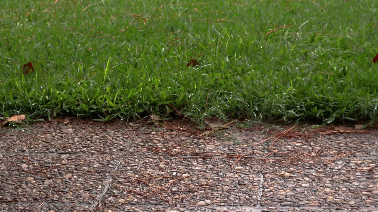 长方形的，一部分是人行道，另一部分是被雨水淋湿的草地视频下载