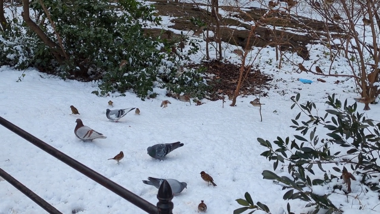 鸽子在纽约中央公园的雪地里吃东西视频下载