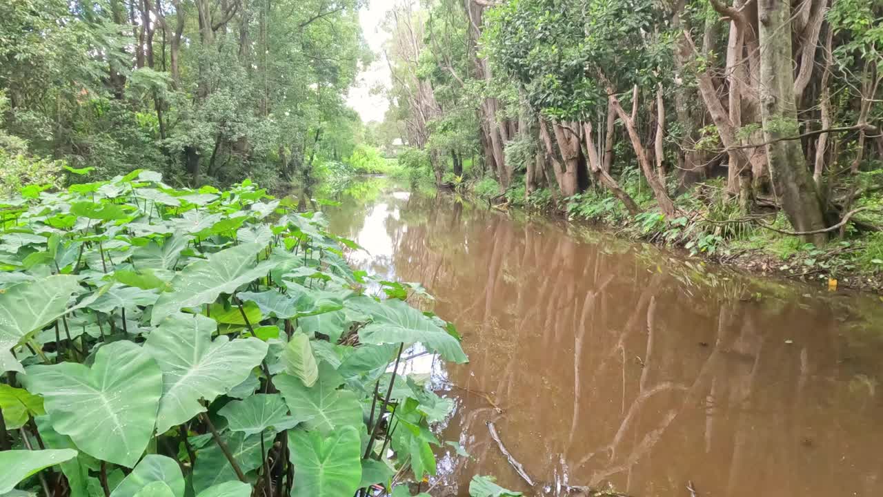 宁静的河流之旅穿越大自然视频素材