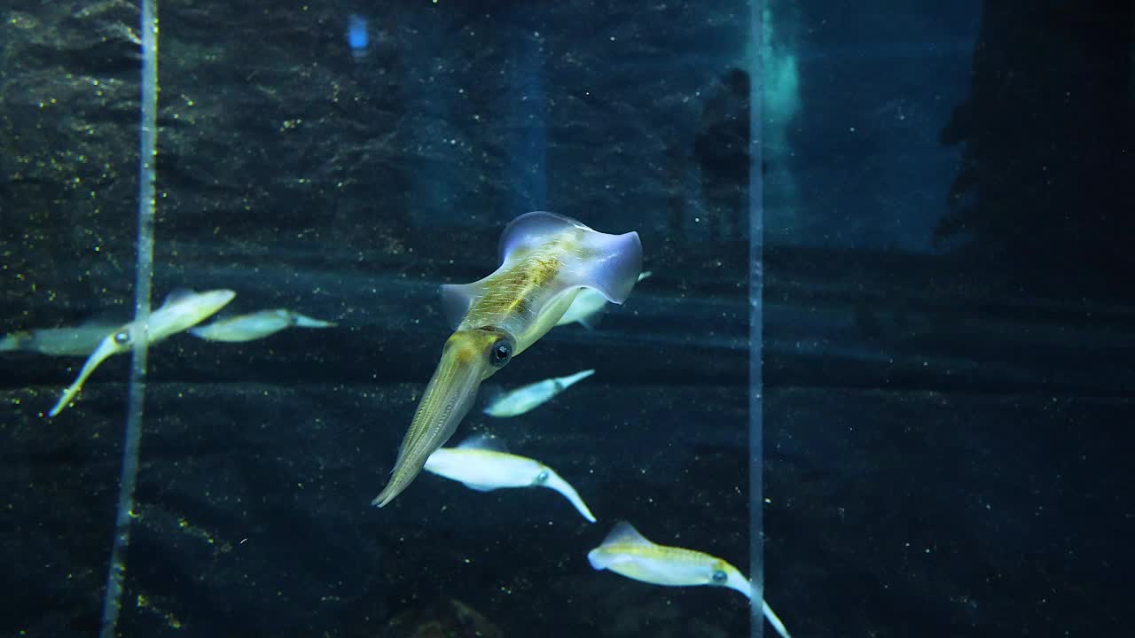 鱿鱼和鱼在水族馆跳舞视频素材