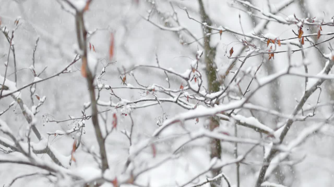 降雪背景下的树枝。片片雪花飘落在冬日的风景中。视频素材