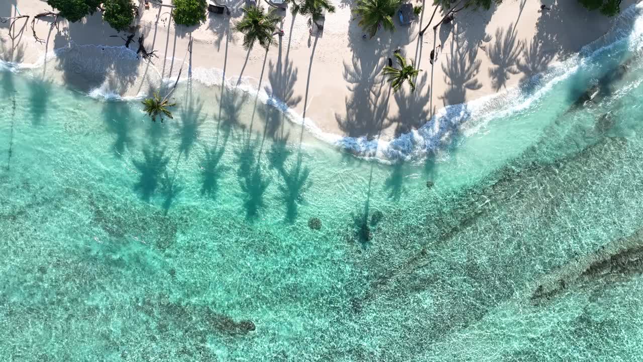 夏日棕榈树和热带海滩，蓝色的海滨背景视频素材