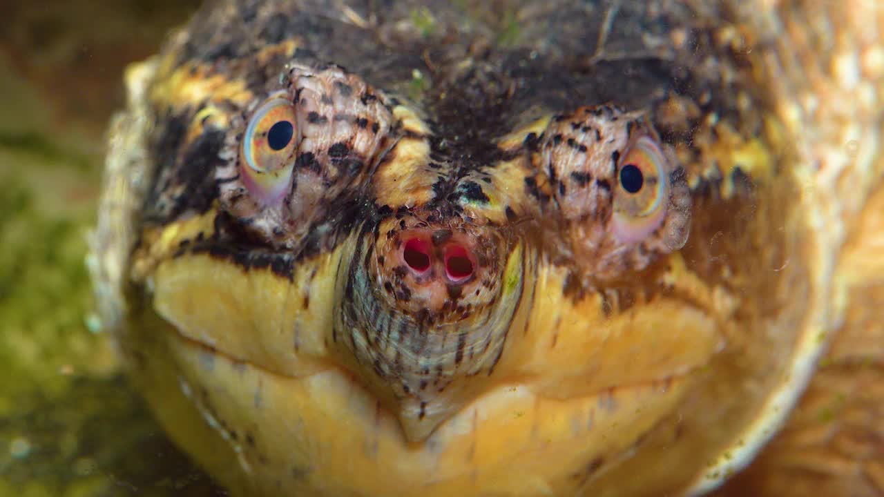 特写，大头鳄龟(Chelydra serpentina)，水族箱视频素材