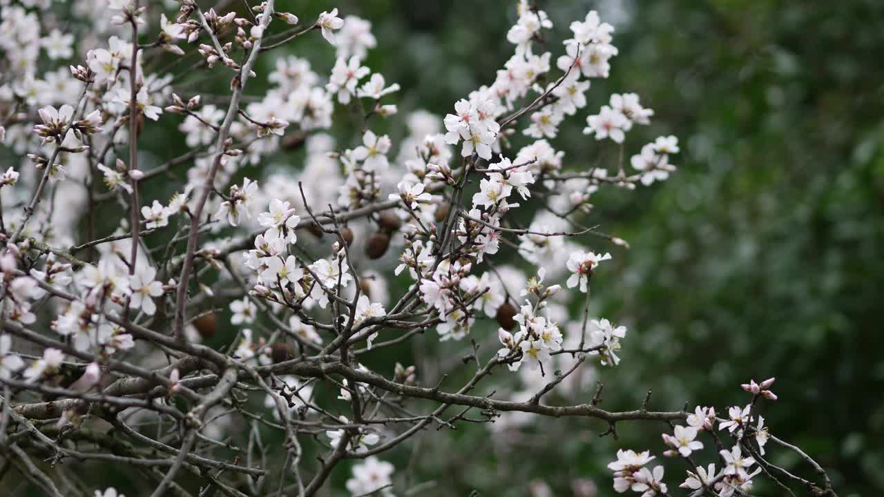 杏树上的花。盛开的杏仁。这棵树的树冠在强风和大雨中摇晃。扁桃属灌木或小乔木，源自杏仁亚属(扁桃属)。克罗地亚罗维尼——2024年2月23日视频素材