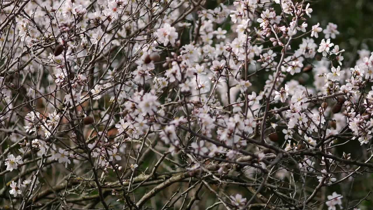 杏树上的花。盛开的杏仁。树冠摇曳。扁桃属灌木或小乔木，源自杏仁亚属(扁桃属)。克罗地亚罗维尼——2024年2月23日视频素材