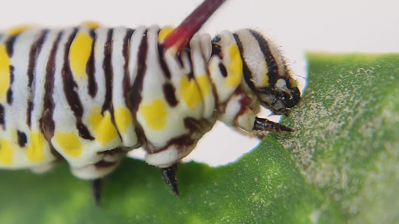 普通虎蝶(Danaus chrysippus)毛虫食叶视频素材