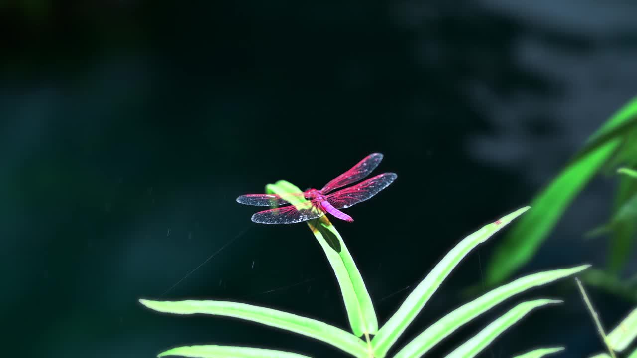 一只蜻蜓在清迈省阴凉的花园里的小溪旁视频下载