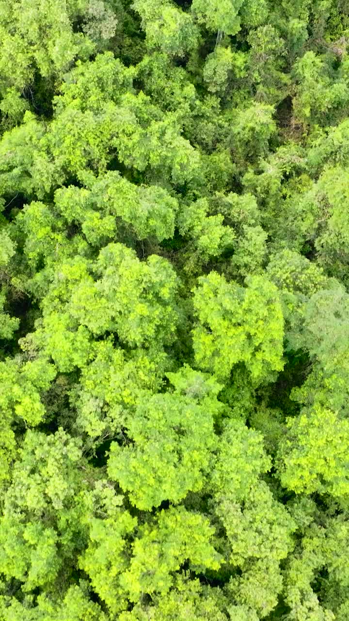 婆罗洲岛上的森林。马来西亚视频素材