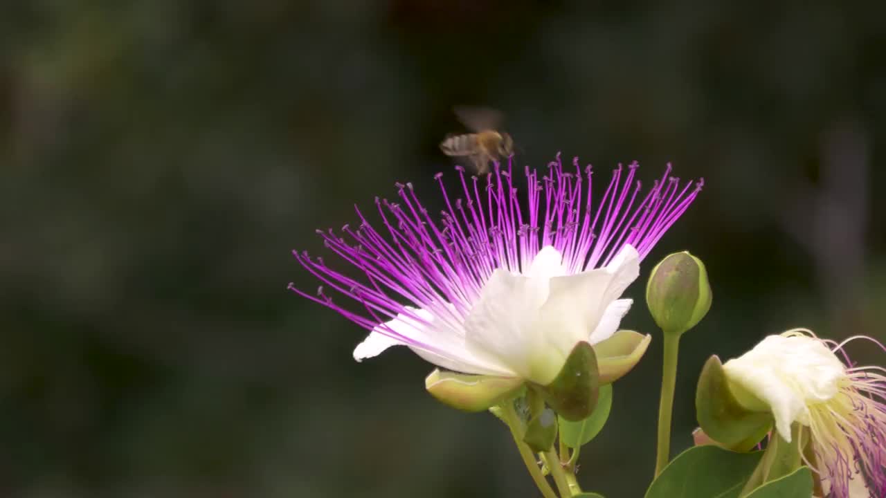 刺山柑花。视频素材