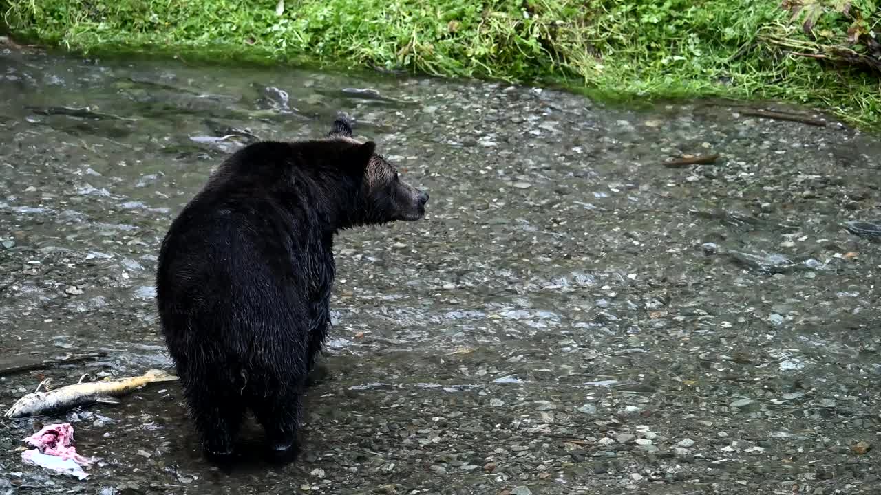 海岸上有灰熊视频素材