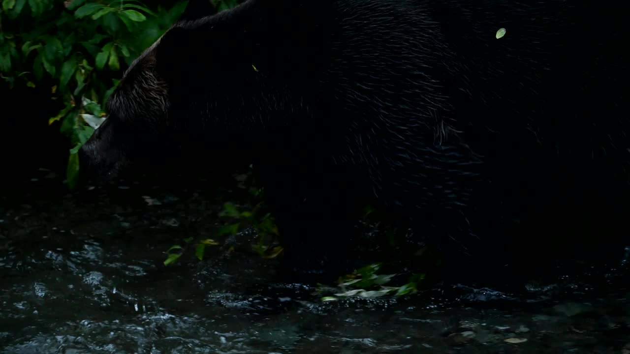 海岸上有灰熊视频下载